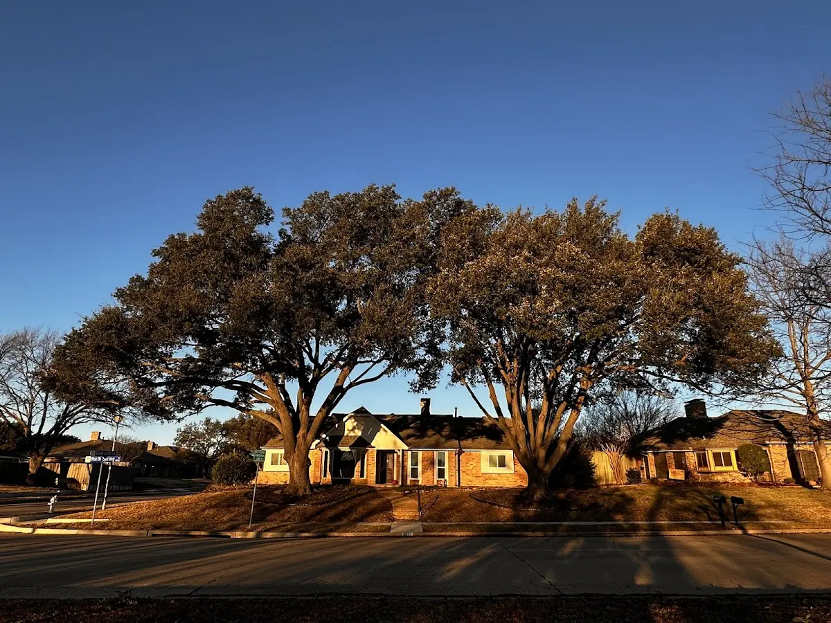 Established residential canopy tree shading a home in Pope Valley
